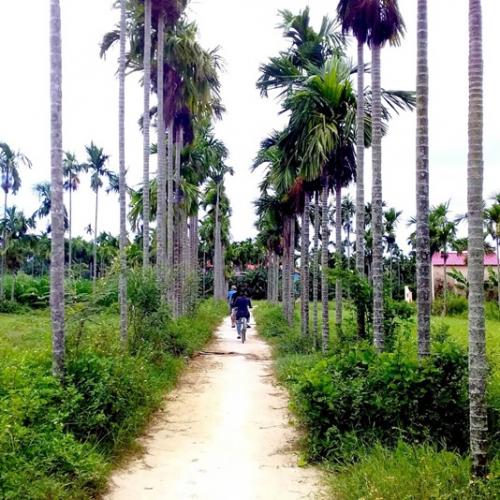 Through betel palm gardens and vegetation.